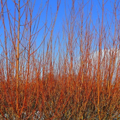 50 Common Dogwood Plants / Cornus Sanguinea 40-60cm Tall,Stunning Winter Colours