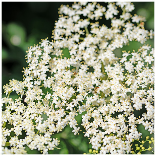 Elder Flower Tree Plant 3-4ft Tall in 1L Pot, Make Elderberry Wine & Elderflower Lemonade