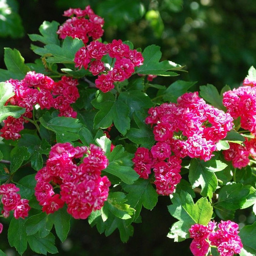 Midland Hawthorn Paul's Scarlet/Crataegus Laevigata 3-4ft, Rosea Flore Pleno Midland Hawthorn Paul's Scarlet/Crataegus Laevigata 3-4ft, Rosea Flore Pleno