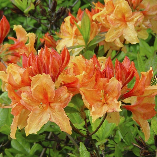 Deciduous Azalea Knap Hill, Golden Eagle in a 9cm Pot,With Orange/Yellow Flowers