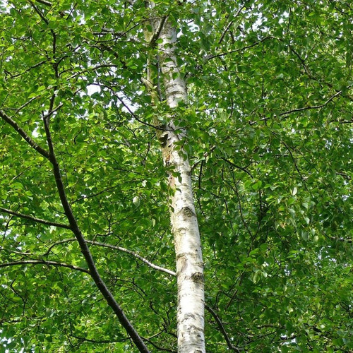 50 Silver Birch 5-6ft Stunning Mature Specimen Trees, Betula Pendula