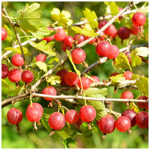 Red Gooseberry Plant in 9cm Pot, Ready to Fruit