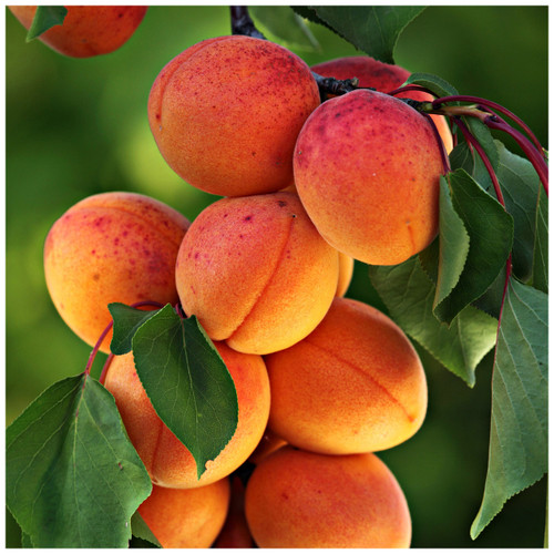 Dwarf Apricot Bergeron Tree, Self-fertile Sweet & Tasty Orange Flesh