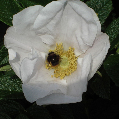 15 White Wild Rose Hedging 30-50cm Plants,Rosa Rugosa Alba,Flowers & Fruit 15 White Wild Rose Hedging 30-50cm Plants,Rosa Rugosa Alba,Flowers & Fruit