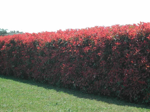 1 Photinia Red Robin Hedging Plants 40-60cm Bushy Evergreen Hedge ...
