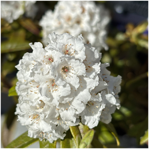 Rhododendron Arctic Tern, Bushy Potted Plant, White Flowers, Glossy Green Leaves