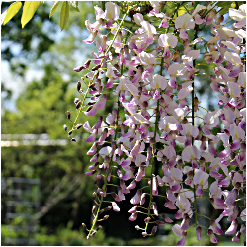 Wisteria Honbeni in 2L Pot, Highly Fragrant Pale Pink Flowers