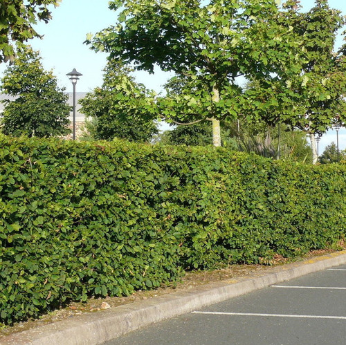 700 Native Hornbeam Hedging Plants 40-60cm Trees Hedge,2ft,Good For Wet Ground