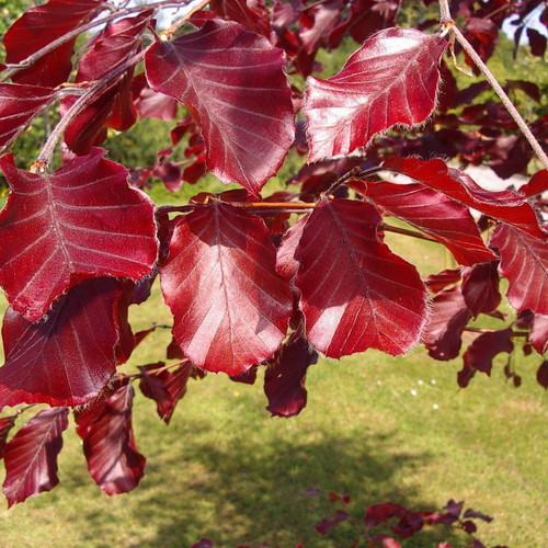 50 Copper Purple Beech 3-4ft Tall Hedging Trees, Stunning all Year Colour 90-120cm