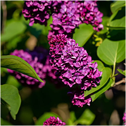 Syringa Bloomerang Dark Purple, Patio Dwarf Lilac,  in 3L Pot, Highly Scented