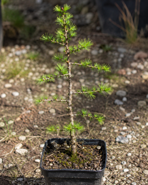 Japanese Larch Tree Bonsai Starter in 2L Pot, Larix Kaempferi, Different Colours Every Season