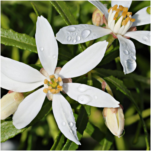 Mexican orange blossom  /Choisya White Dazzler in 9cm Pots