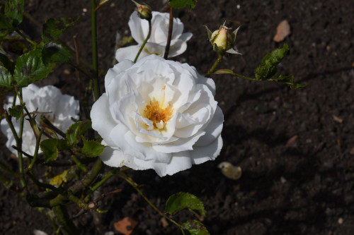 Margaret Merril Fragrant Floribunda Rose Bush, Fragrant, Double White, Blush-tinted Blooms