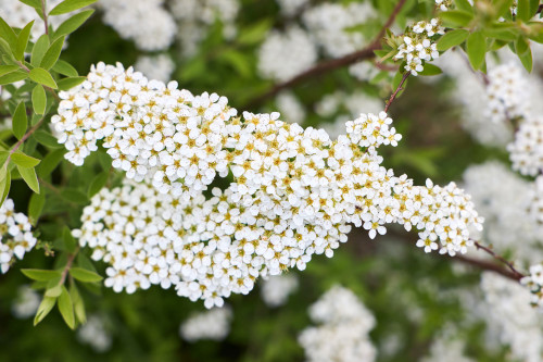 Spiraea nipponica 'Snowmound', Flowering Hedge Plant, in 2L Pot