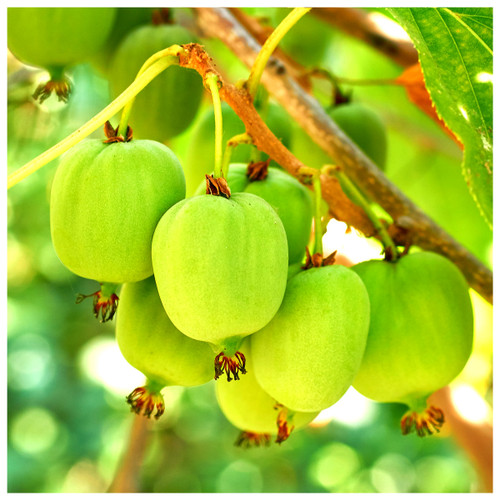 Kiwi Issai Tree, 4-5ft Tall in 5L Pot, Actinidia Arguta, Self Fertile Fruit Tree