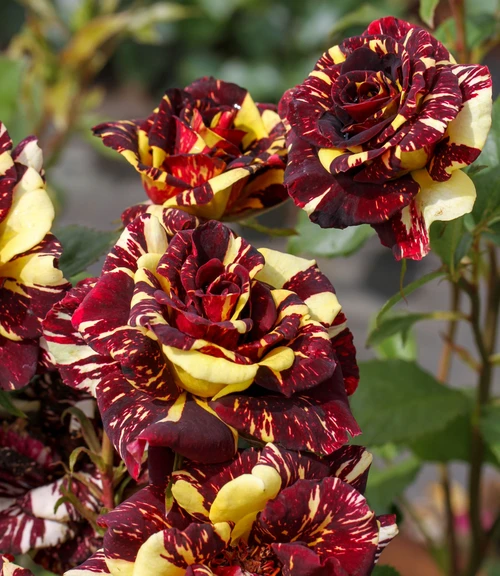 Abracadabra Hybrid Tea Rose Bush, Stunning Dark Red, Purple and Yellow Stripe Flowers
