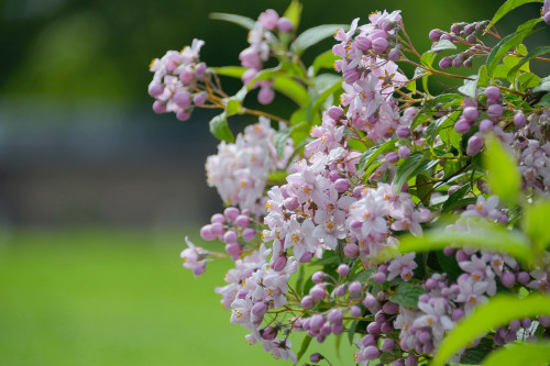 Deutzia × hybrida Mont Rose In a 1.5-2L Pot,  Clusters of Star-Shaped Flowers
