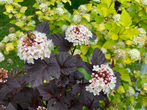 Physocarpus opulifolius Red Baron, Ninebark in 1.5L Pot, Crimson Stems