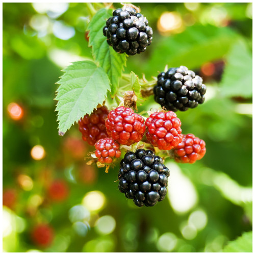 10 'Thornless' Blackberry / Rubus Fruticosus 'Thornless / Thornfree Sweet & Juicy