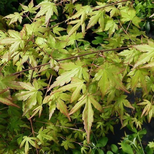 3 Japanese Maple / Acer Palmatum 40-60cm Tall, Stunning Autumn Colours