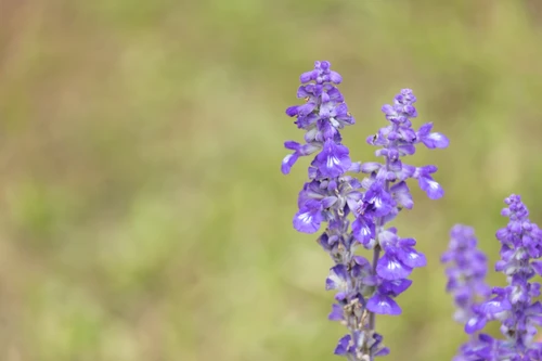 Salvia Farinacea Farina Blue in 1.5-2L Pot, Bee Friendly,  Cobalt Blue