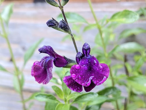 Salvia Greggii Nachtvlinder in 1.5-2L Pot, Bee Friendly,  Mint Blackcurrant Fragrance