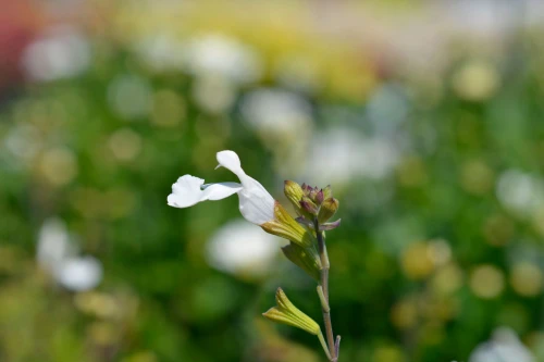 Salvia Microphylla Gletsjer Glacier in 1.5-2L Pot, Bee Friendly,  White Flowers