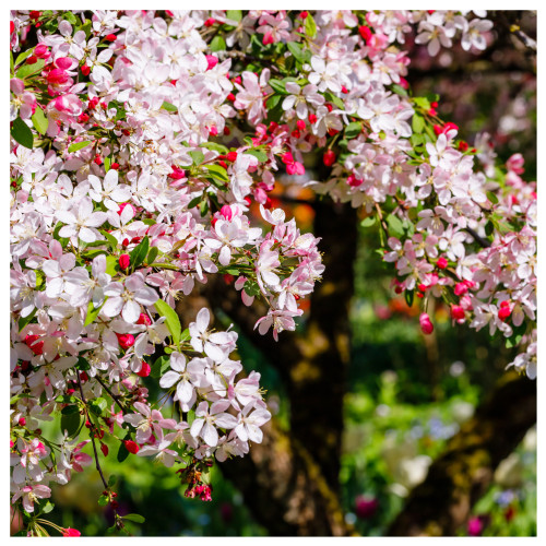 20 Crab Apple Trees 40-60cm Native Malus Hedging, Make your own Cider & Jelly