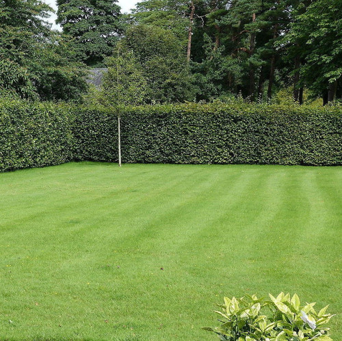 200 Green Beech Hedging Plants 3-4ft Fagus Sylvatica Trees,Copper Winter Leaves