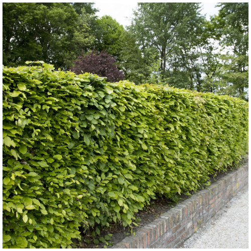 25 Green Beech Hedging Plants 4-5ft,Copper Autumn Colour 120-150cm Trees