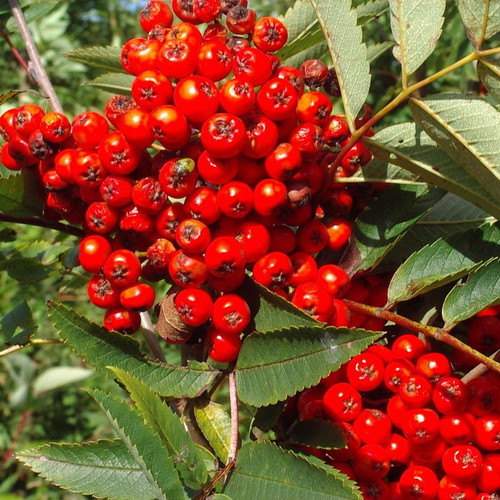 1  Mountain Ash Tree / Sorbus Aucuparia 1-2ft Tall Rowan Tree, Hedge