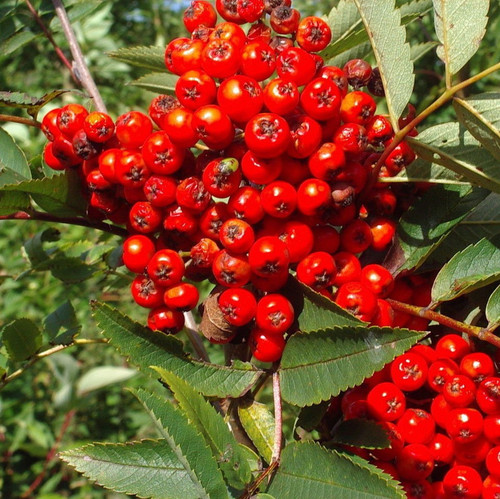 20 Mountain Ash Trees / Sorbus Aucuparia 1-2ft Tall Rowan Trees, Hedges