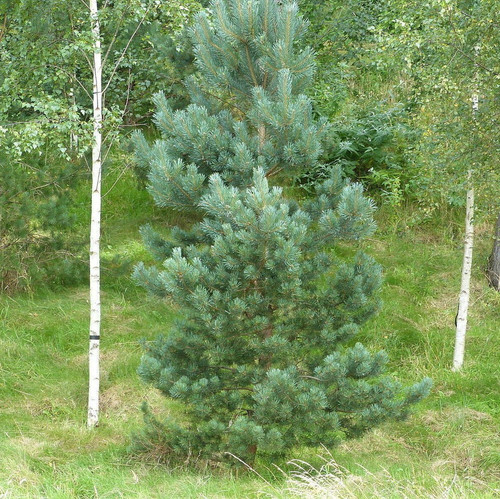 5 Scots Pine Trees 20-25cm Tall,Native Evergreen, Pinus Sylvestris 3yr old plants 5 Scots Pine Trees 20-25cm Tall,Native Evergreen, Pinus Sylvestris 3yr old plants