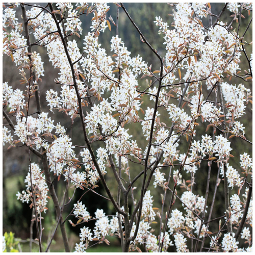 5 Snowy Mespilus 1-2ft Amelanchier Lamarckii hedging June Berry,Strong 2yr Old