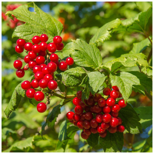 100 Guelder Rose Hedging Plants 30-40cm, Viburnum Opulus Native Hedges,Flowers & Berries 100 Guelder Rose Hedging Plants 30-40cm, Viburnum Opulus Native Hedges,Flowers & Berries