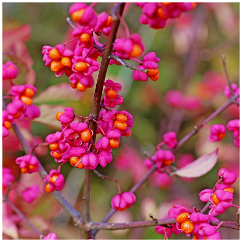 100 Spindle Hedging 1-2ft Tall, Euonymus Europaeus,Beautiful Pink Autumn Berries