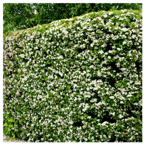 50 Hawthorn 3-4ft, Hedging Plants, Crataegus, Quickthorn, Thorny Native Hedge 50 Hawthorn 3-4ft, Hedging Plants, Crataegus, Quickthorn, Thorny Native Hedge