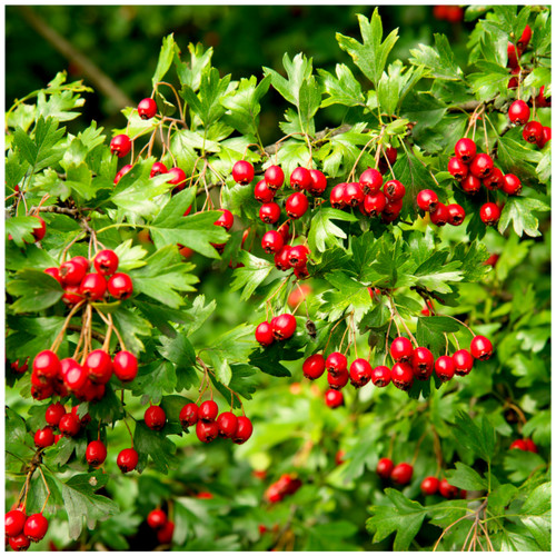 25 Hawthorn 3-4ft Hedging Plants, Crataegus, Quickthorn, Thorny Native Hedge 25 Hawthorn 3-4ft Hedging Plants, Crataegus, Quickthorn, Thorny Native Hedge