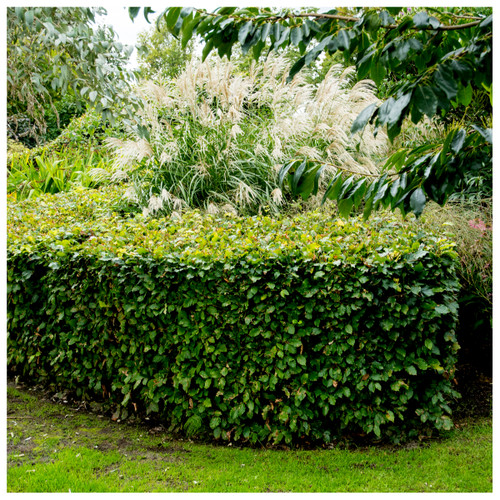 10 Green Beech Hedging Plants, Fagus Sylvatica Trees, 30-50cm,Copper in Winter