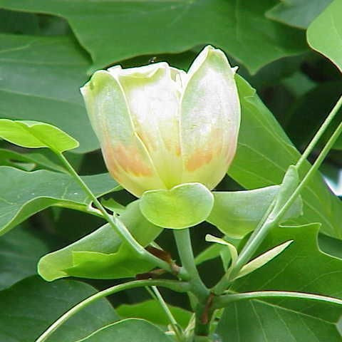 3 Tulip Tree Plants/Liriodendron Tulipifera, 1-2ft Tall, Uniquely Shaped Leaves