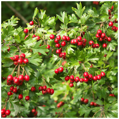 25 Hawthorn 2-3ft Hedging,Plants,Whitethorn,Quickthorn,Thorny Native Hedge