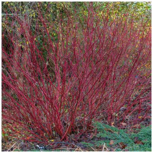 20 Red Dogwood 2-3ft Hedging Plants,Beautiful Red Bark Cornus Alba Sibirica