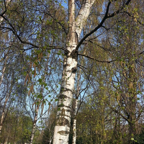 3  Silver Birch Native Trees 3-4ft Hedges Betula Pendula,2 Yr Old & Feathered