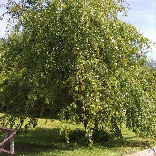 1 Silver Birch Tree 2-3ft,Stunning Winter Colour,Betula Pendula Plants,60-90cm