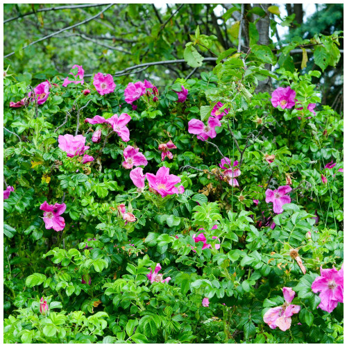 50 Common Wild Rose Hedging 30-50cm Plants,Keep Burglars Out! Rosa rugosa 50 Common Wild Rose Hedging 30-50cm Plants,Keep Burglars Out! Rosa rugosa