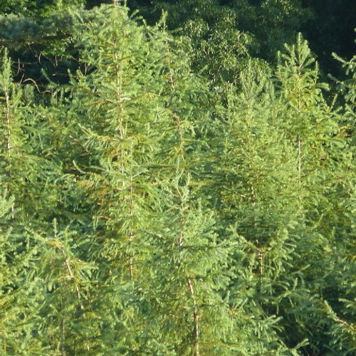 50 Japanese Larch Trees,40-60cm  Larix Plants, Different Colours Every Season