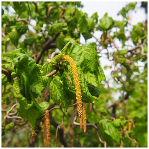 Hazel 'Kent Cob'Tree Corylus Cobnut, Multistemmed Strong Hazelnut Bush