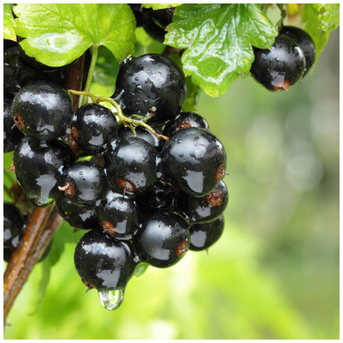 5 Ben Sarek Blackcurrant Plants/ Ribes Nigrum 'Ben Sarek' 2-3ft Tall