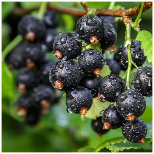 3 Blackcurrant Bush 'Ben Nevis' Multistemmed Plants, Make Great Preserves 3 Blackcurrant Bush 'Ben Nevis' Multistemmed Plants, Make Great Preserves
