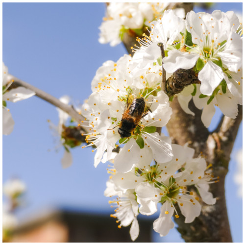 100 Wild Cherry Trees 40-60cm Stunning Blossom, Edible Cherries & Wild Bird Food